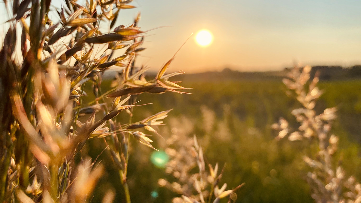 Smart Farming Sensor zur Überwachung des Boden Zustandes
